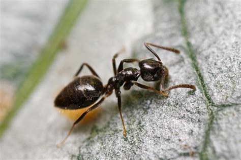 Odorous house ants. Things To Know About Odorous house ants. 